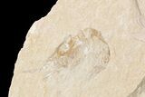 Two Cretaceous Fossil Shrimp - Lebanon #74545-2